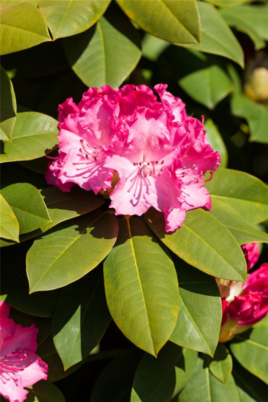  Rhododendron „Diderk(s)“