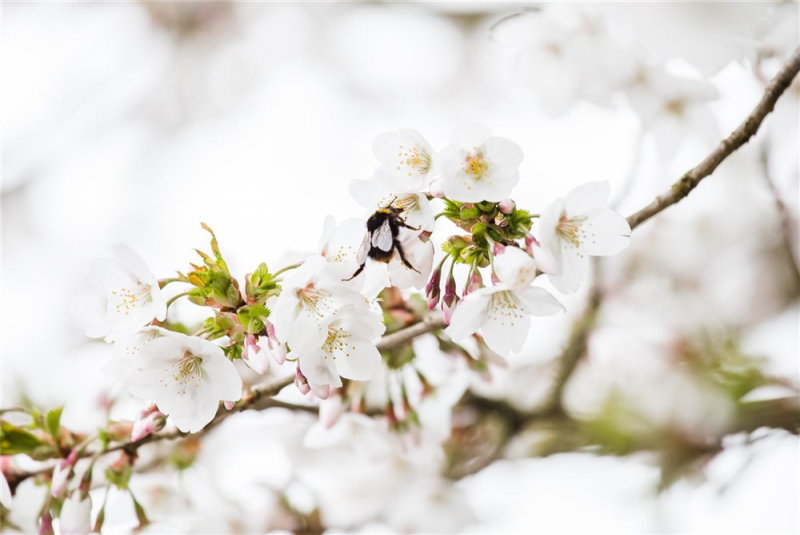 Kurilenkirsche „Brilliant“