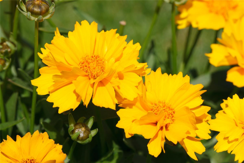  Großblumiges Mädchenauge „Sunray“