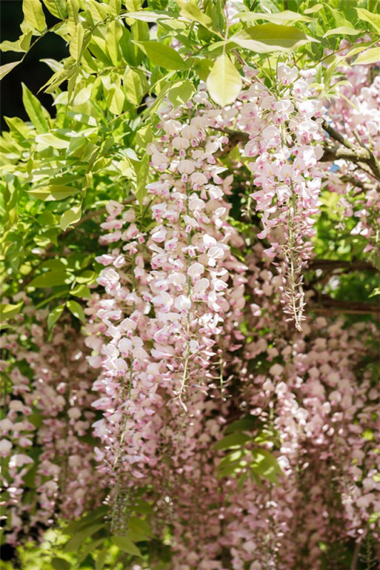  Blauregen „Shiro Beni“