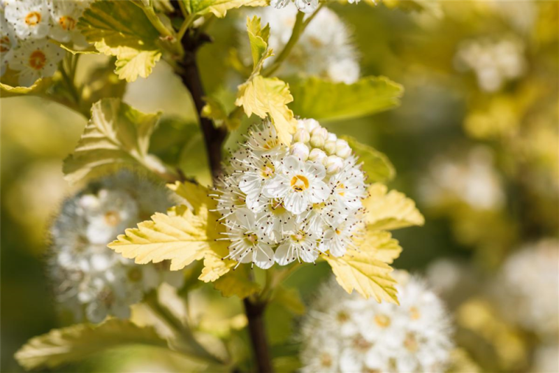  Gelbe Fasanenspiere „Golden Nugget“