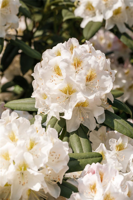  Rhododendron „INKARHO® Weiße Dufthecke“