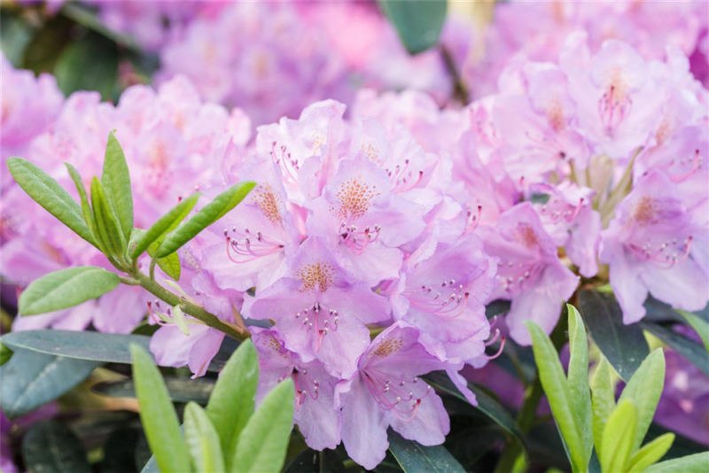  Rhododendron „INKARHO® Lila Dufthecke“
