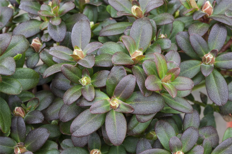  Zwergalpenrose „Shamrock“