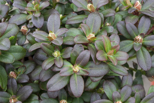  Zwergalpenrose „Shamrock“