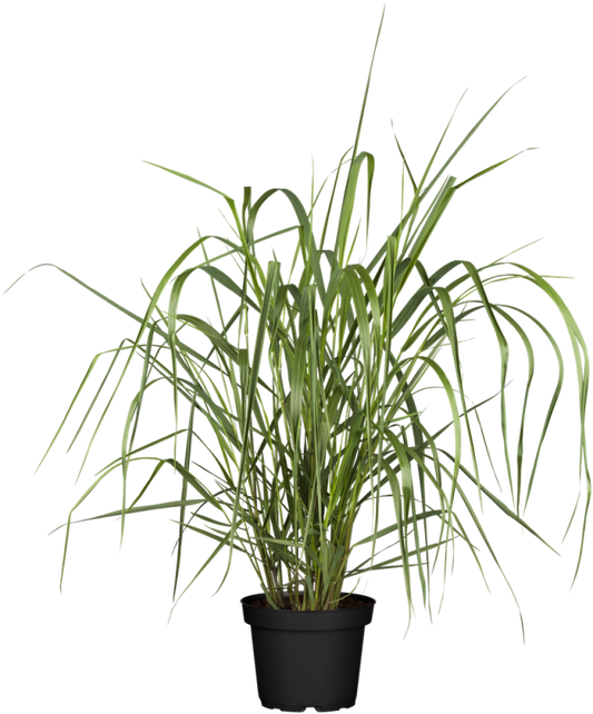  Garten-Ruten-Hirse „Warrior“