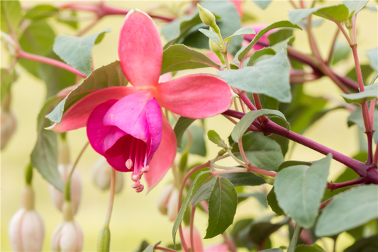  Fuchsie „Jollies® Trailing Tulle“