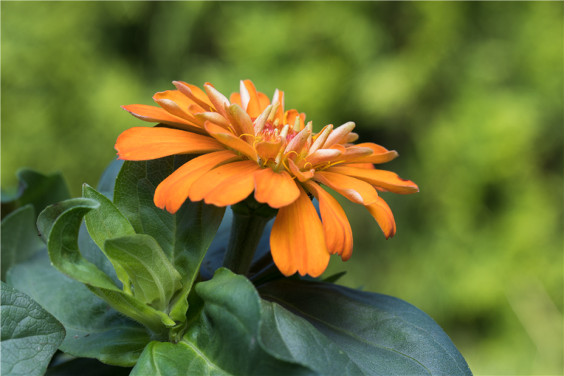  KIEPENKERL Haage-Zinniensamen „Profusion“