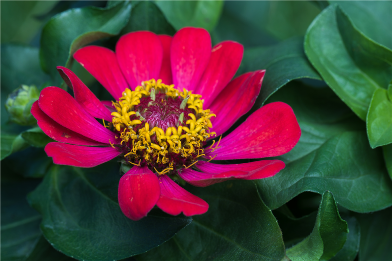  KIEPENKERL Haage-Zinniensamen „Profusion“