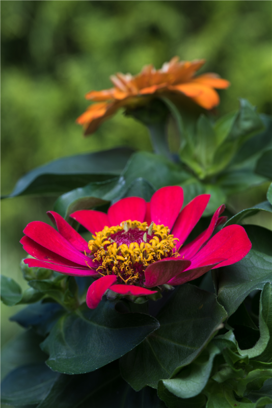  KIEPENKERL Haage-Zinniensamen „Profusion“