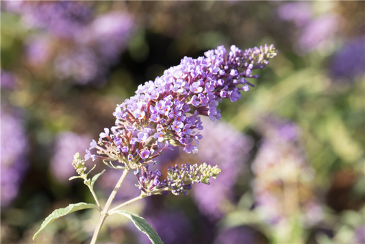  Schmetterlingsflieder BUZZ™ „Midnight“
