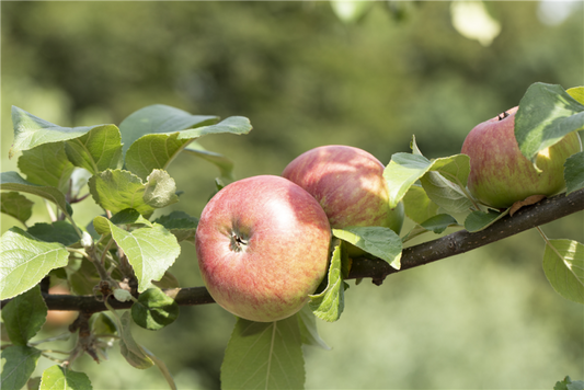  Sommerapfel „Roter James Grieve“