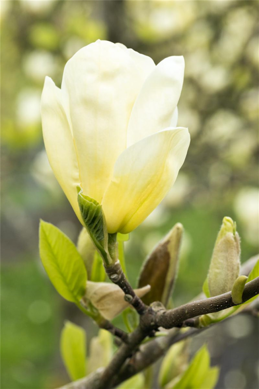  Magnolie „Yellow Joy“