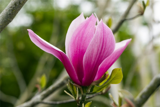  Magnolie „March Till Frost“