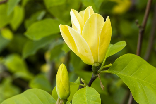  Magnolie „Sunsation“