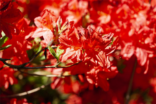  Sommergrüne Azalee „Fireball“