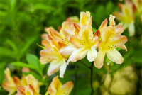  Pontischer Rhododendron „Sämling“
