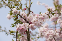  Rosa Winterkirsche „Autumnalis Rosea“