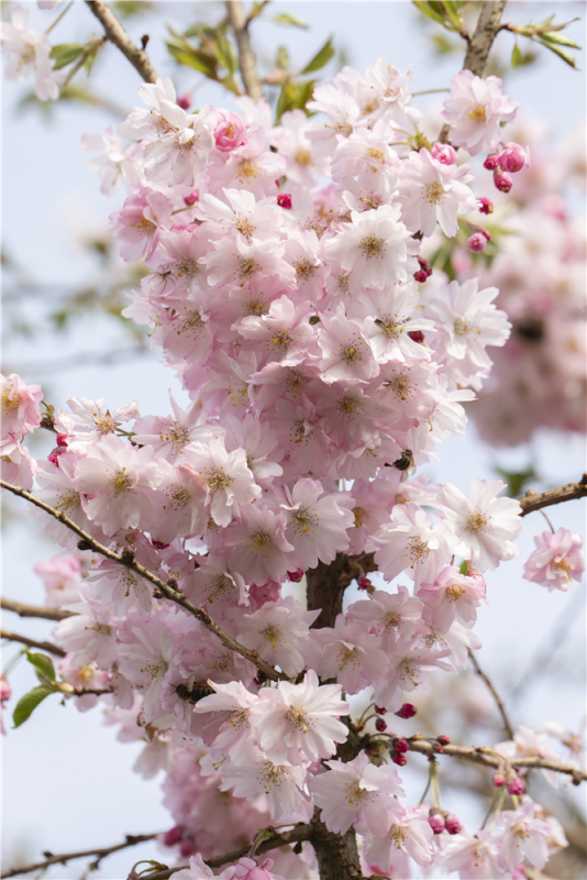  Rosa Winterkirsche „Autumnalis Rosea“