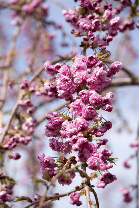  Hängende Nelkenkirsche „Kiku-shidare-zakura“