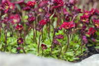 Garten-Moos-Steinbrech „Peter Pan“