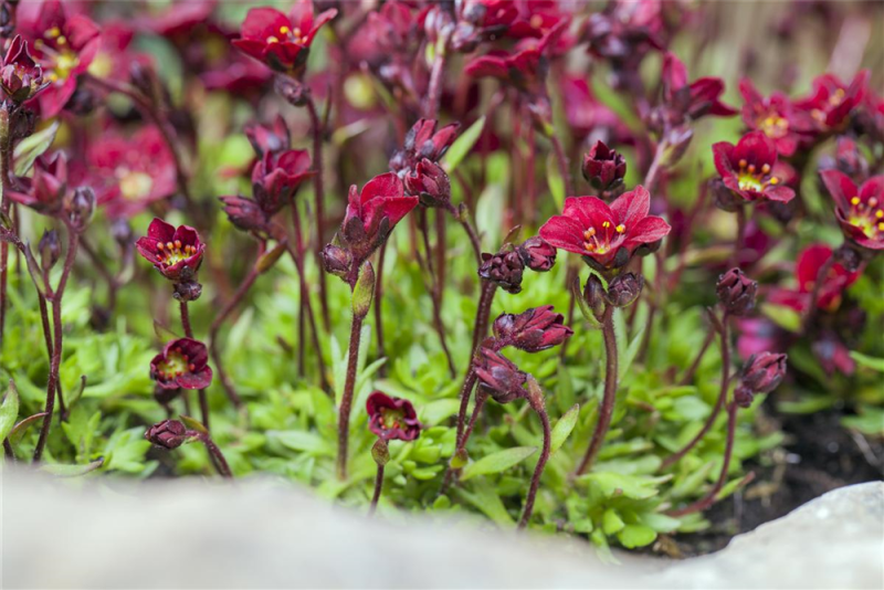  Garten-Moos-Steinbrech „Peter Pan“