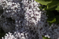  Meyer´s Flieder „Palibin“
