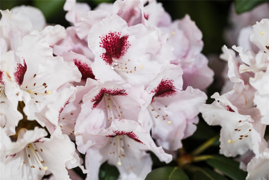  Rhododendron-Hybride „Graffito®“