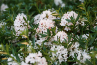  Rhododendron „Bloombux®“ - Hecke