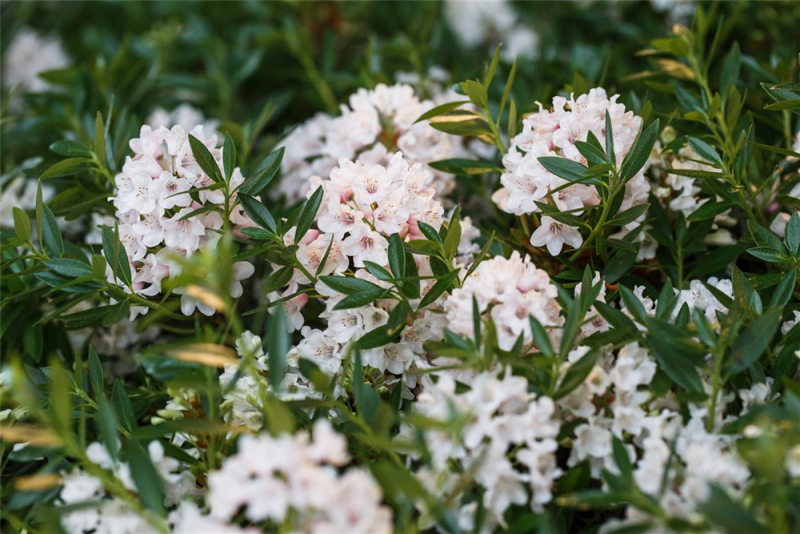  Rhododendron „Bloombux®“ - Hecke