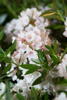  Rhododendron „Bloombux®“ - Hecke