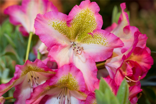  Rhododendron Viscosum „Quiet Thoughts“