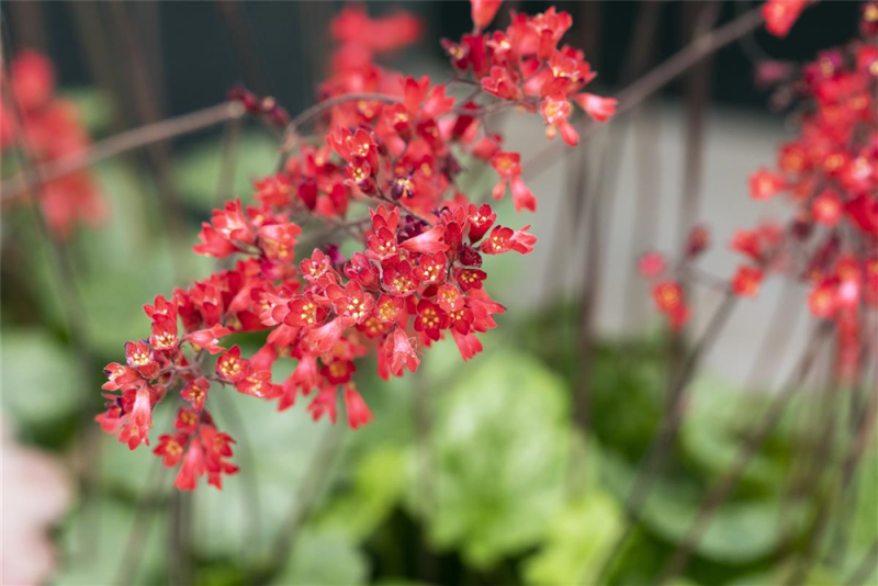  Purpurglöckchen „Ruby Bells“