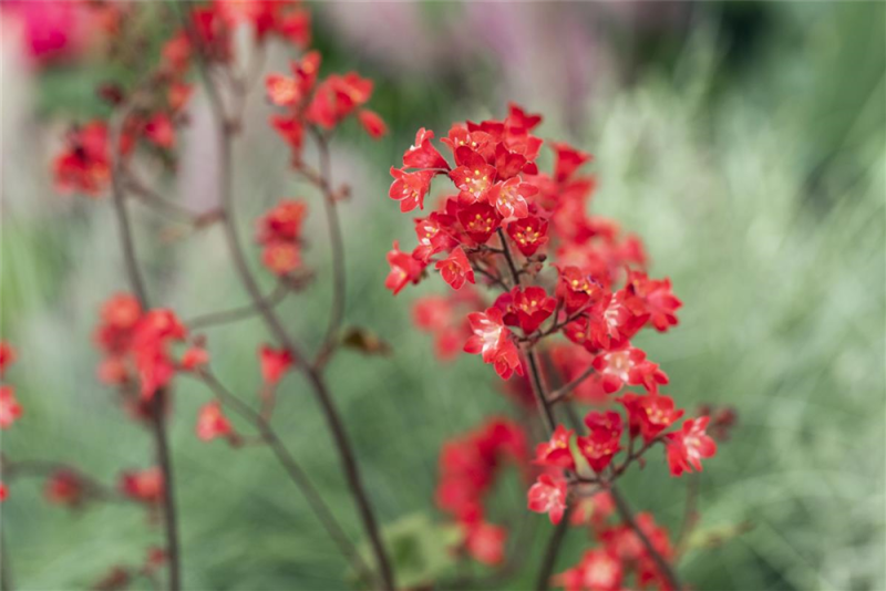  Purpurglöckchen „Ruby Bells“