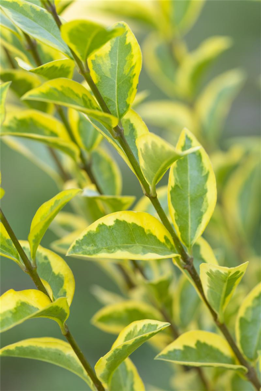  Goldliguster-Hecke