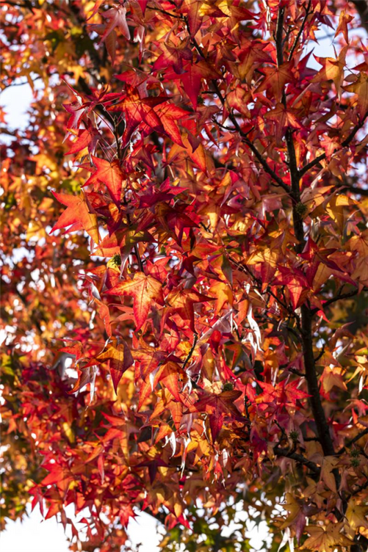  Amerikanischer Amberbaum „Worplesdon“