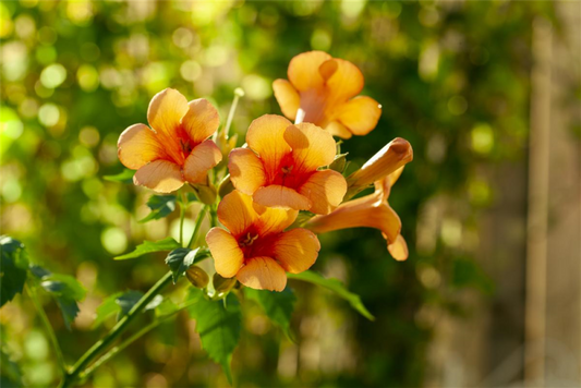  Tromepetenblume „Indian Summer®“