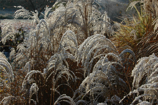  Garten-Chinaschilf „Sioux“