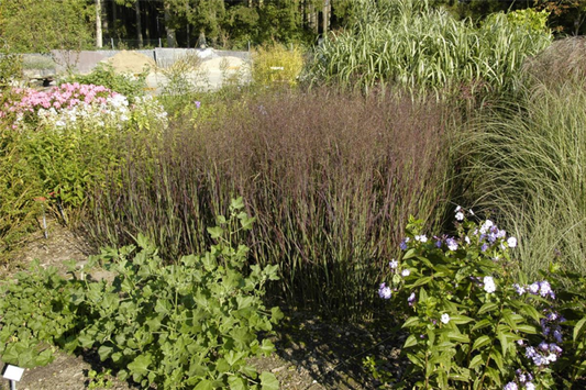  Garten-Ruten-Hirse „Heiliger Hain“