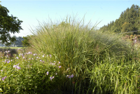  Garten-Ruten-Hirse „Cloud Nine“