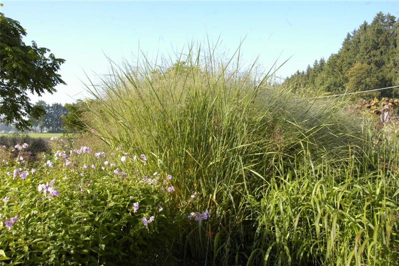  Garten-Ruten-Hirse „Cloud Nine“