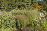  Garten-Ruten-Hirse „Cloud Nine“