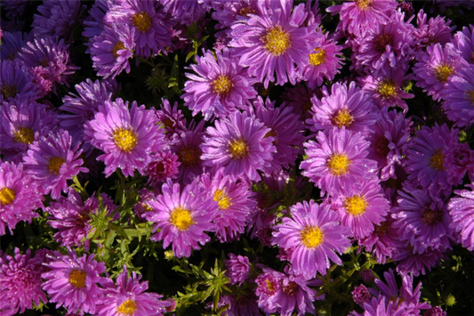  Garten-Kissen-Aster „Kassel“