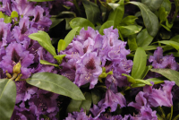  Rhododendron „Azurro“