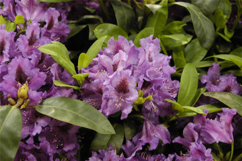  Rhododendron „Azurro“
