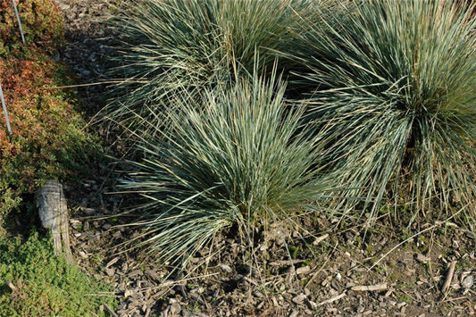  Garten-Blaustrahlhafer „Saphirsprudel“