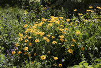 Garten-Stauden-Sonnenblume „Meteor“