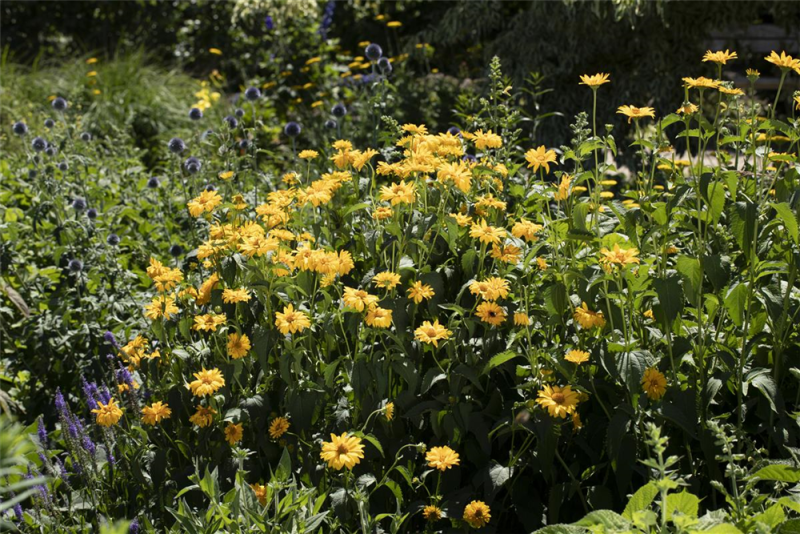  Garten-Stauden-Sonnenblume „Meteor“