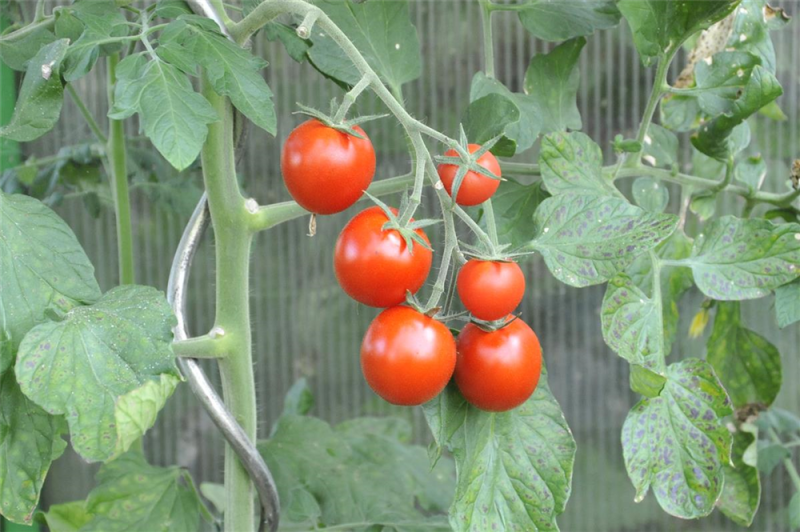  KIEPENKERL Tomatensamen „Picolino“