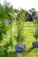  Goldliguster-Hecke